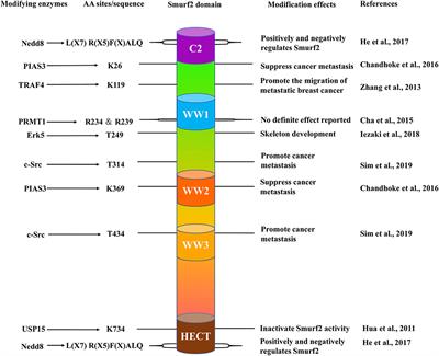 The Post-translational Modifications of Smurf2 in TGF-β Signaling